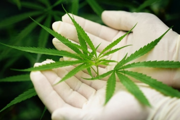Effect of Marijuana Legalization on Addiction Rates in California