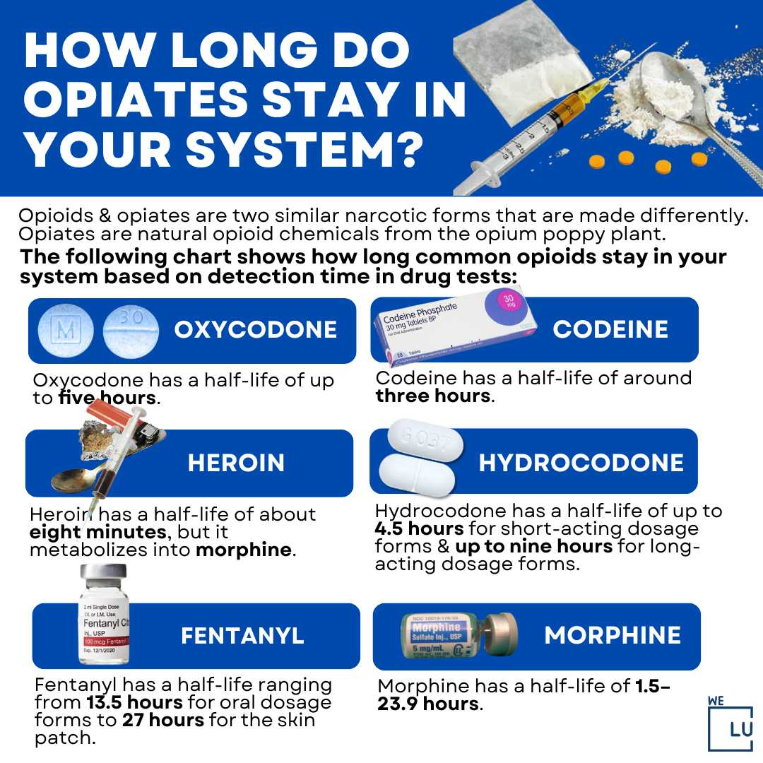 How Long Does Equipoise Stay In Your System How Long Does Oxycodone Stay In Your System?