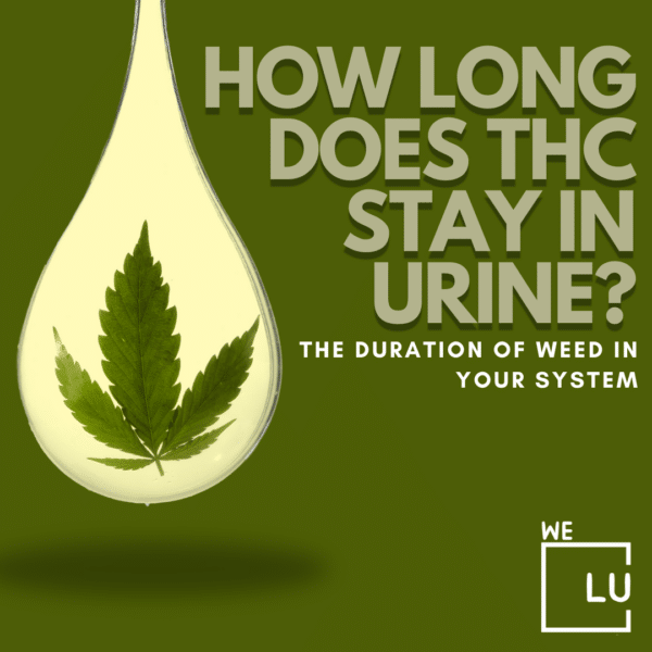 How Long Does THC Stay In Urine? THC Detection Times.