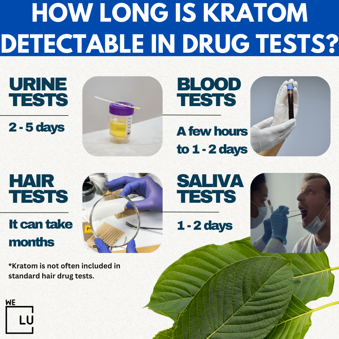 How Long For Kratom To Kick In How Long Does Kratom Last In Your System? Kratom Half Life.