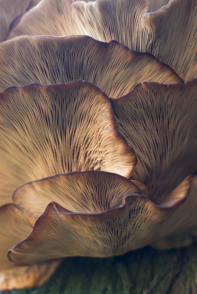 Mushrooms Drug
