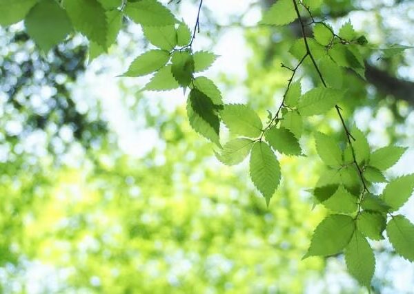 leaves with vibrant green color