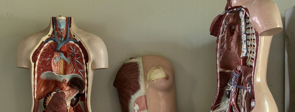 Models of human anatomy for people wondering how long does ecstasy stay in your system. 